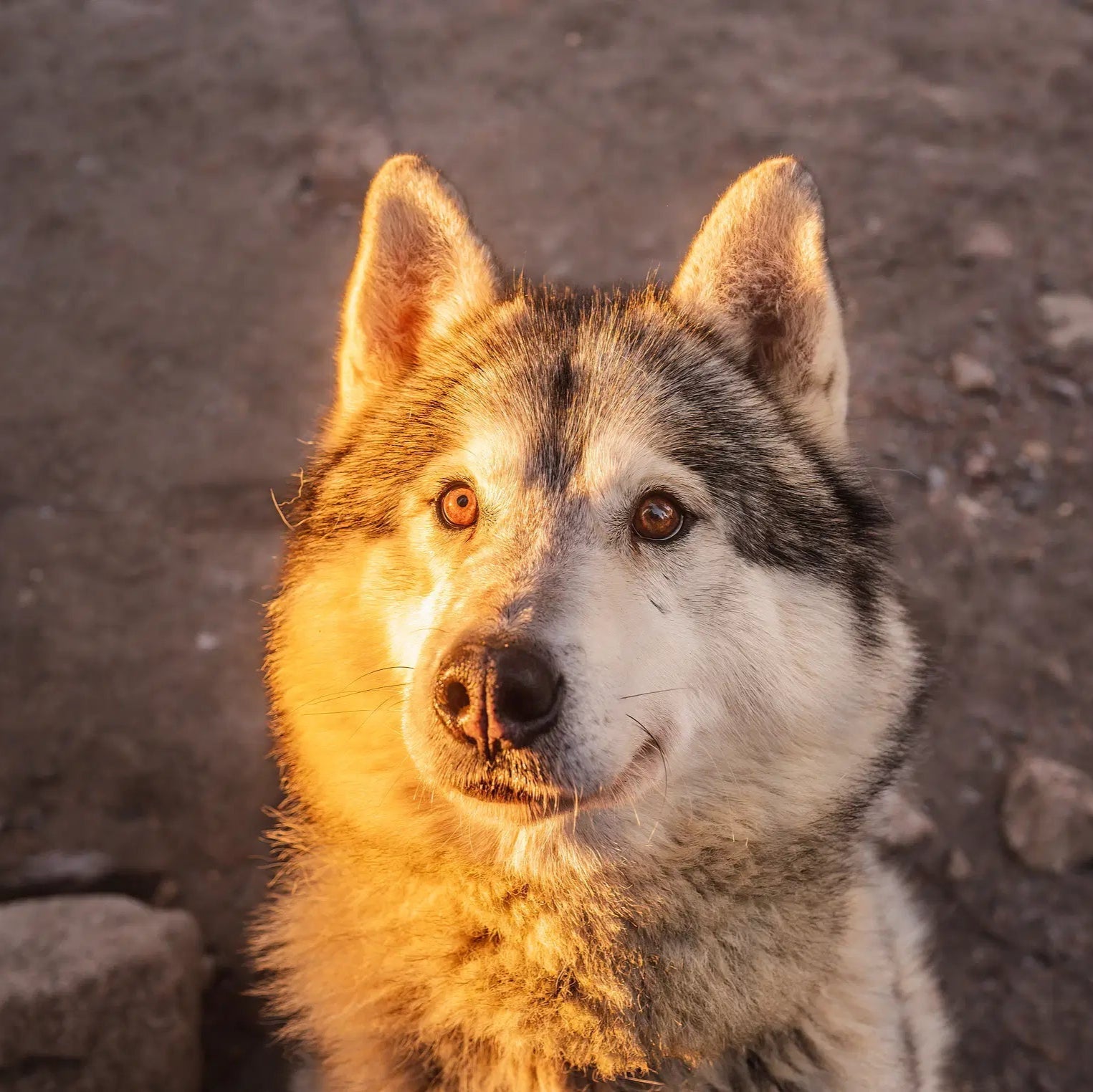 Close-up of a Siberian Husky with glowing autumn light for the Amazing Autumn Husky Safari by Pure Lapland.