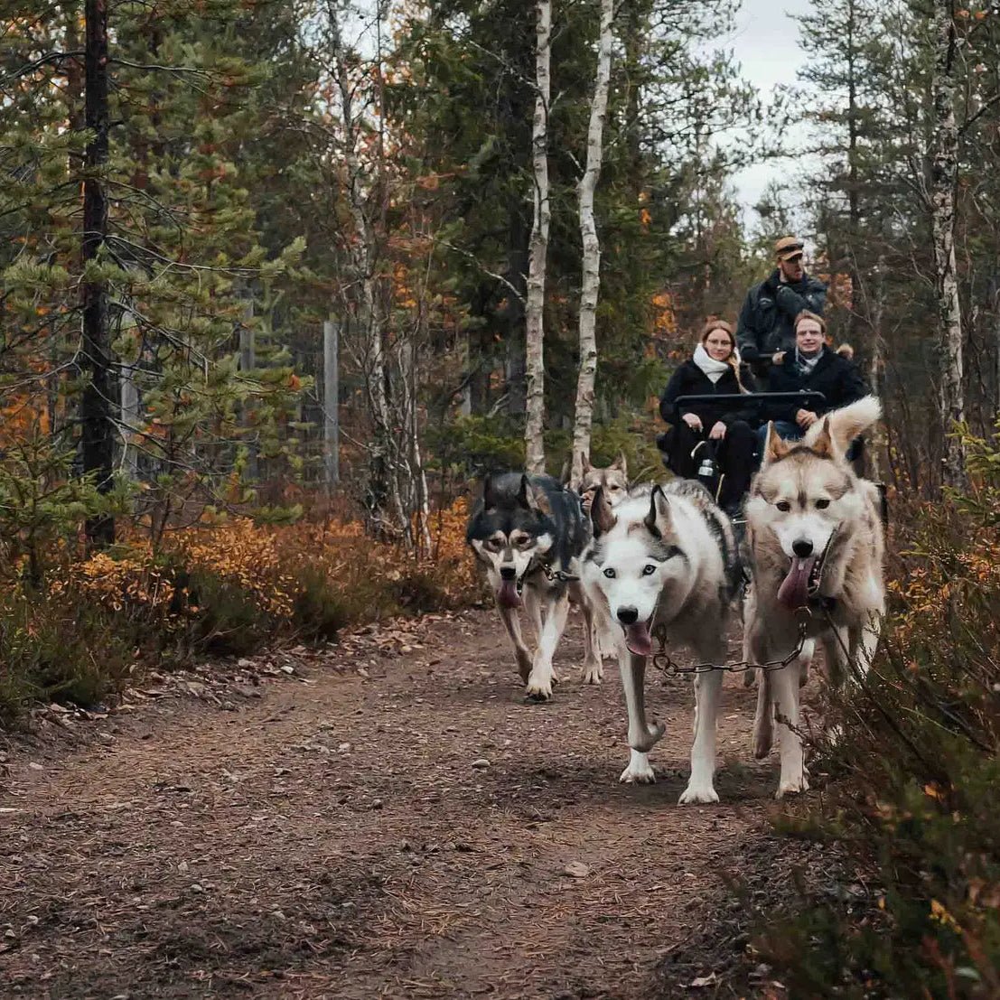 Autumn trail ride with Siberian Huskies pulling a summer carriage through forest, Amazing Autumn Husky Safari Pure Lapland