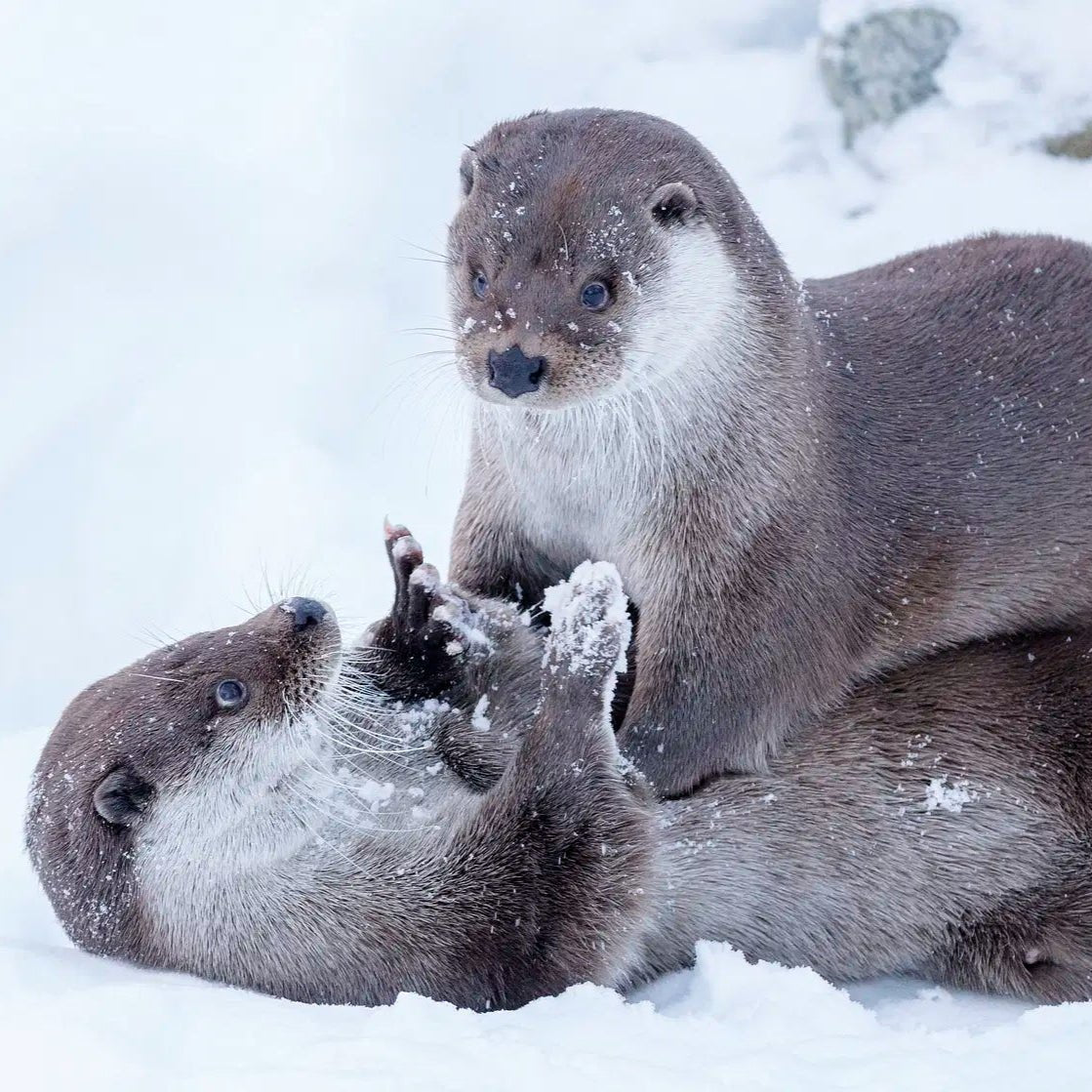 Two playful otters in the snow at Ranua Wildlife Park Day in Ranua wildlife park Safartica