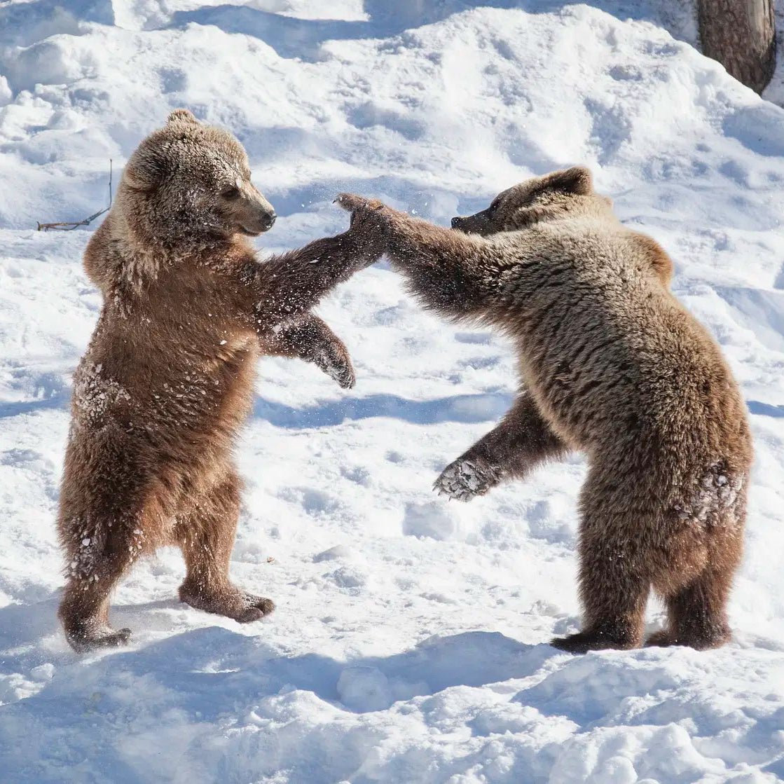 Two brown bear cubs play in the snow at Ranua Wildlife Park during Day in Ranua wildlife park by Safartica