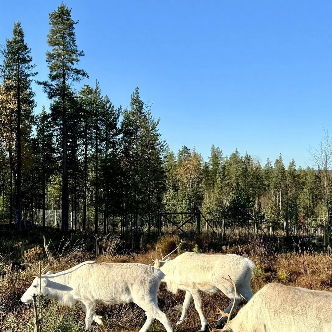 Reindeer walking by forest under clear sky on Hear the silence - Fishing Trip by Rowboat by Porovaara