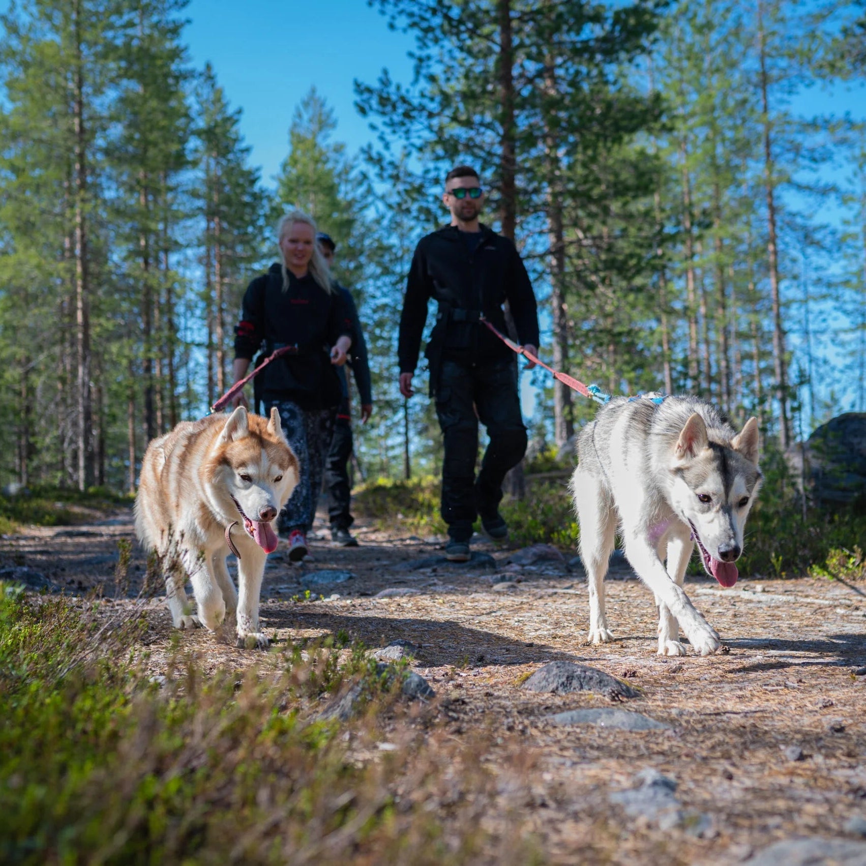Two people walking with two huskies through a forested area.