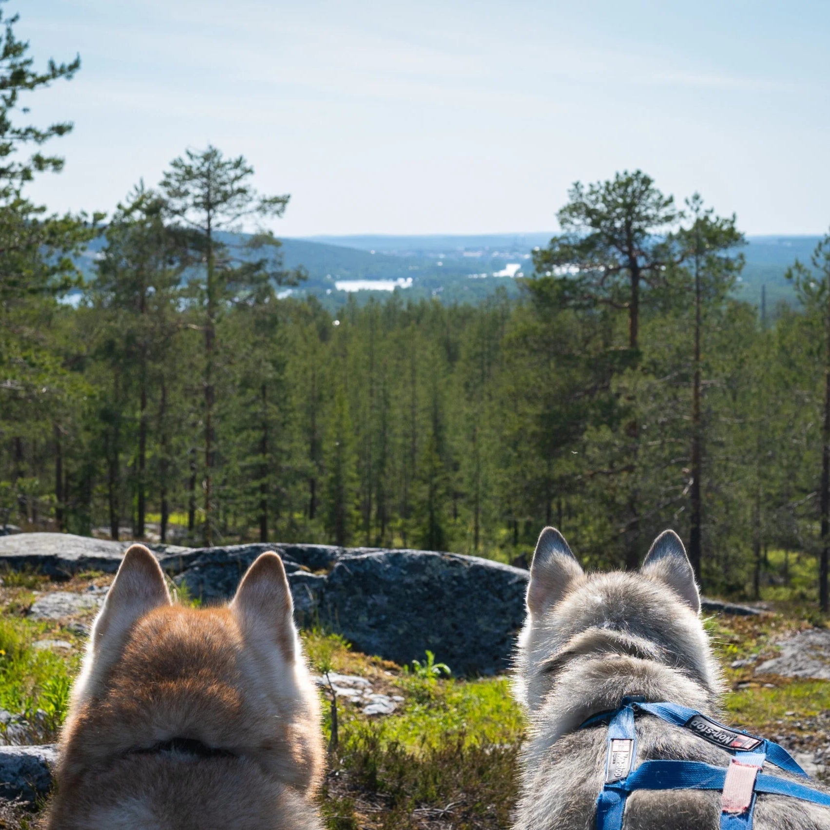 Two huskies overlooking a forested landscape with a clear blue sky.