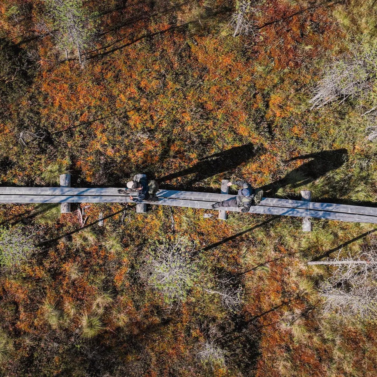 Aerial view of walk on wooden path in Magical Forest Hiking Adventure in Finnish forest by Pure Lapland.
