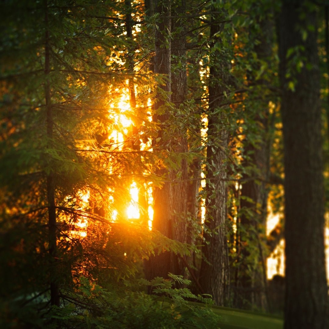 Sunlight filters through dense forest trees evoking calm in the Nature Yoga & Mindfulness practice by Lapin Väki