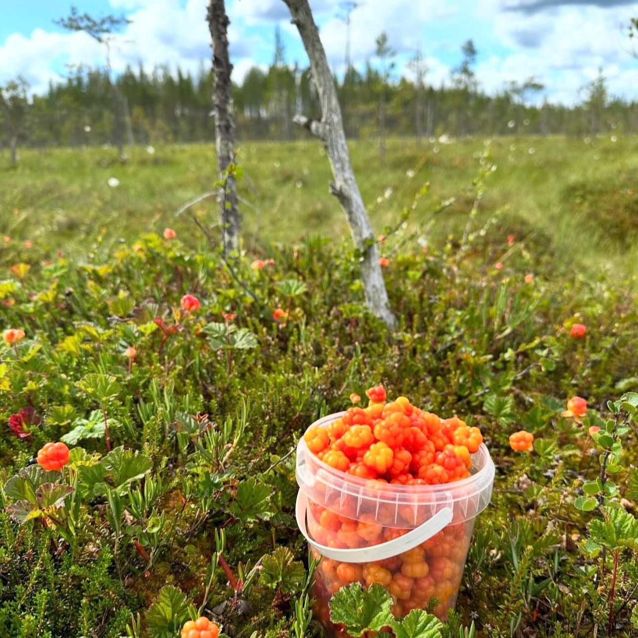 Bucket of wild cloudberries picked in Lapland nature during Reindeer, Berries & Fire – Experience Authentic Lapland Nature by Porovaara