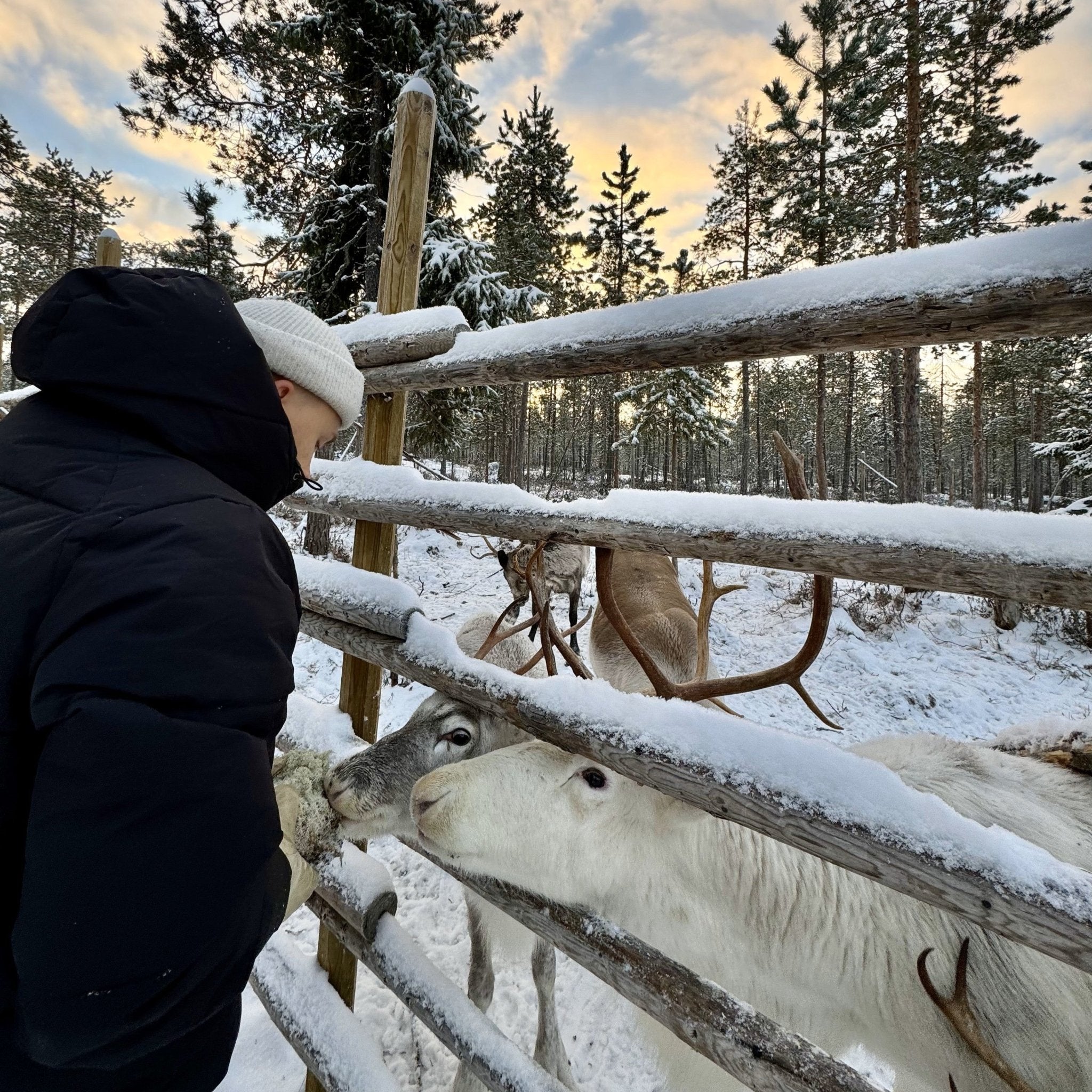 Person feeding reindeer through snowy fence during Reindeer farm visit in winter forest Porovaara