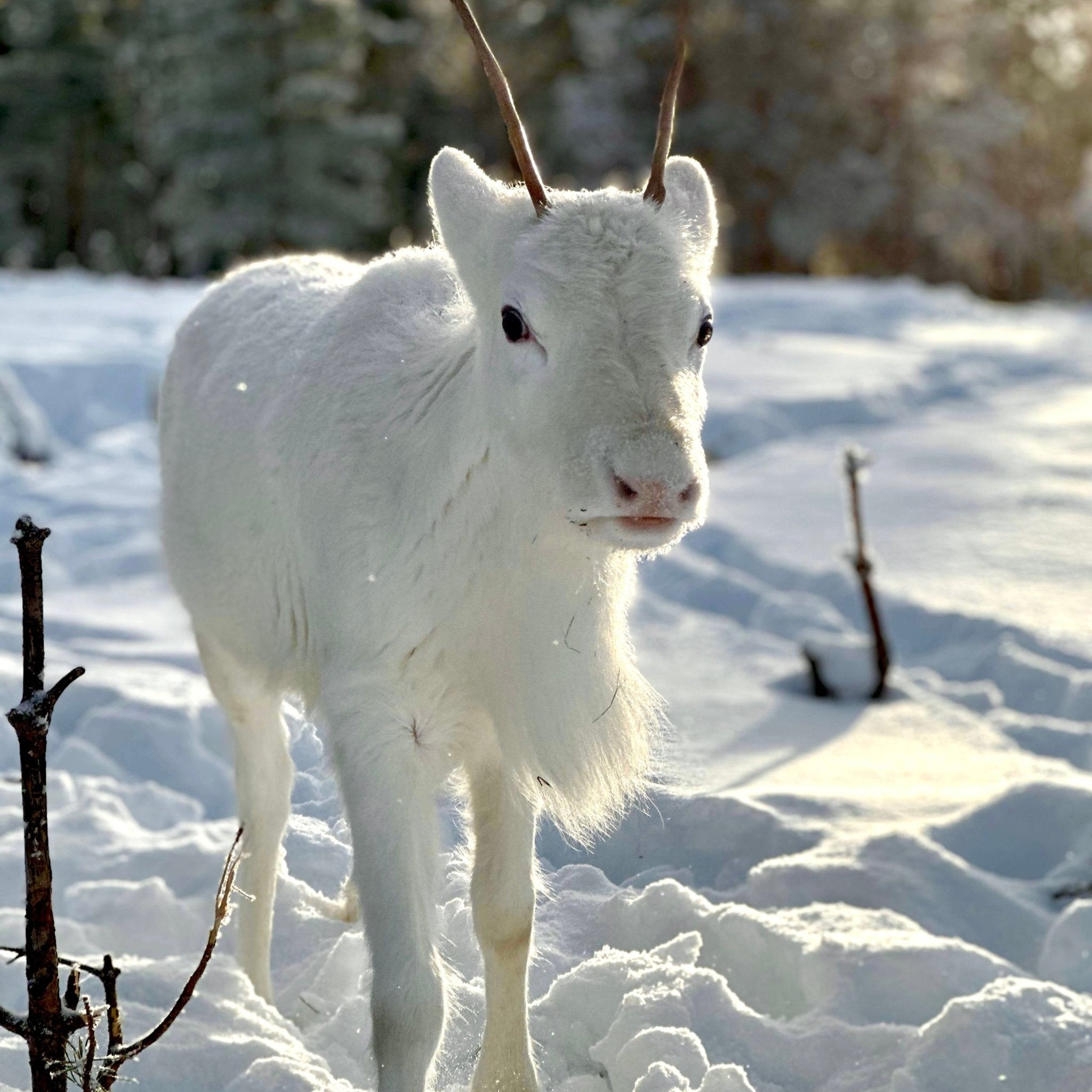 Young white reindeer in snowy Lapland setting during Reindeer farm visit by Porovaara