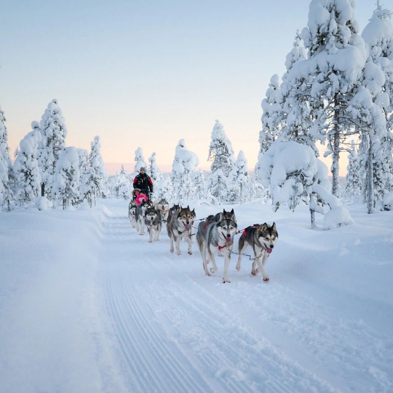Ride with Huskies (2000m) sled ride through snowy forest with Siberian Huskies in Rovaniemi by Husky Park