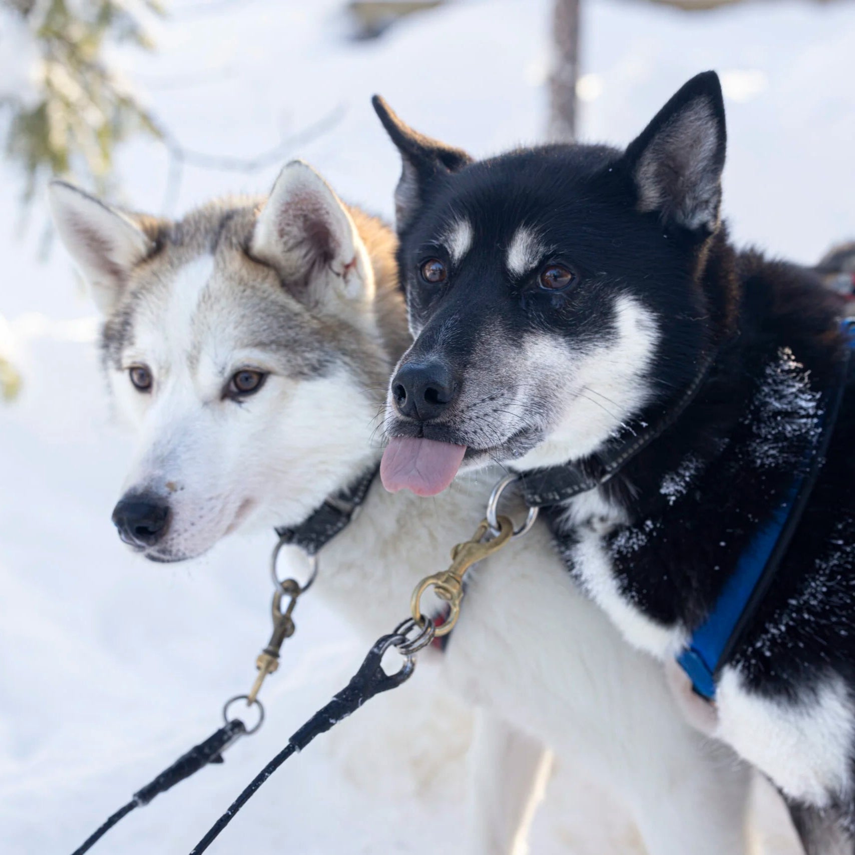 Two Siberian Huskies ready for the Ride with Huskies (2000m) and visit Husky Park experience by Husky Park.