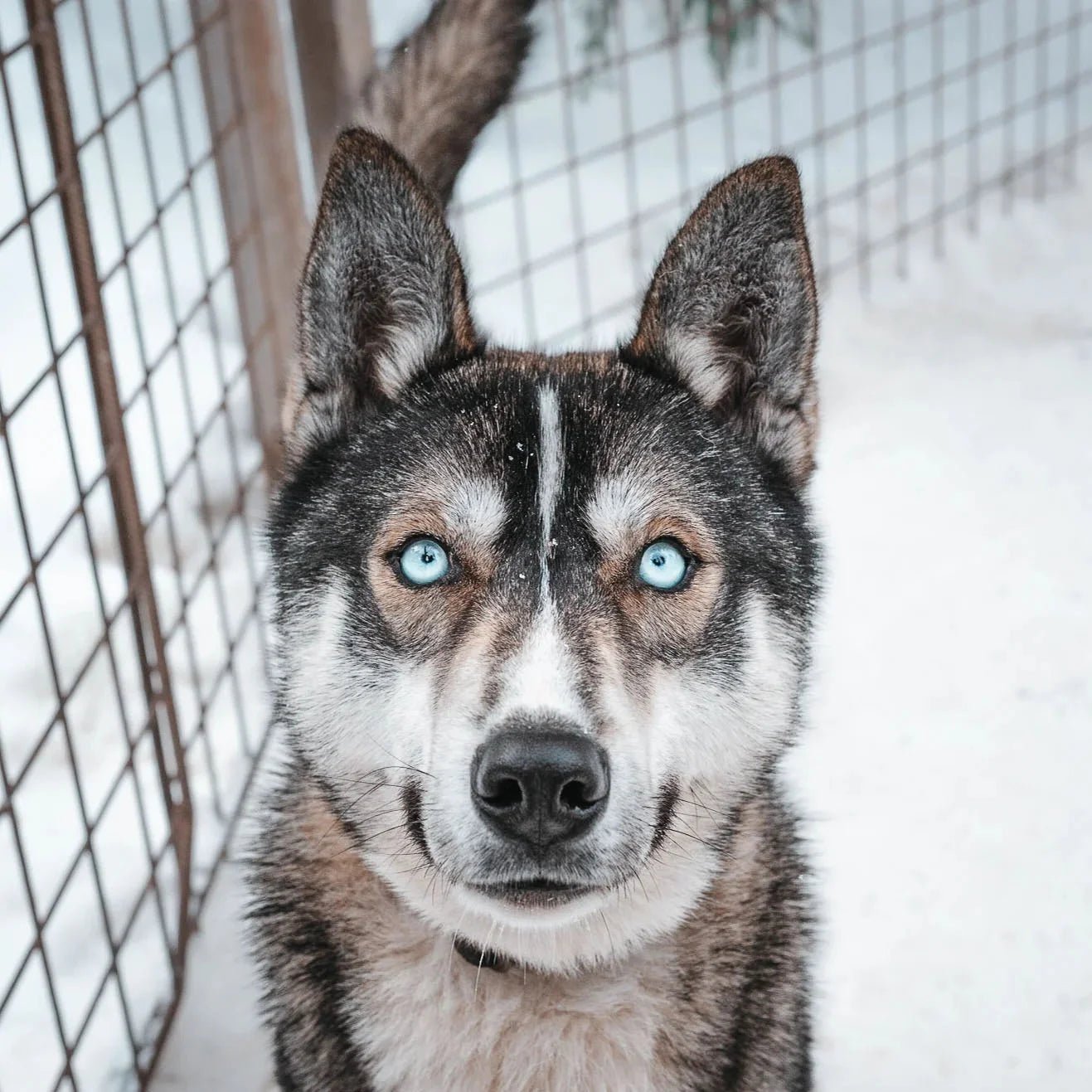 Close-up of a Siberian Husky with blue eyes in the snow for Ride with Huskies (2000m) by Husky Park.