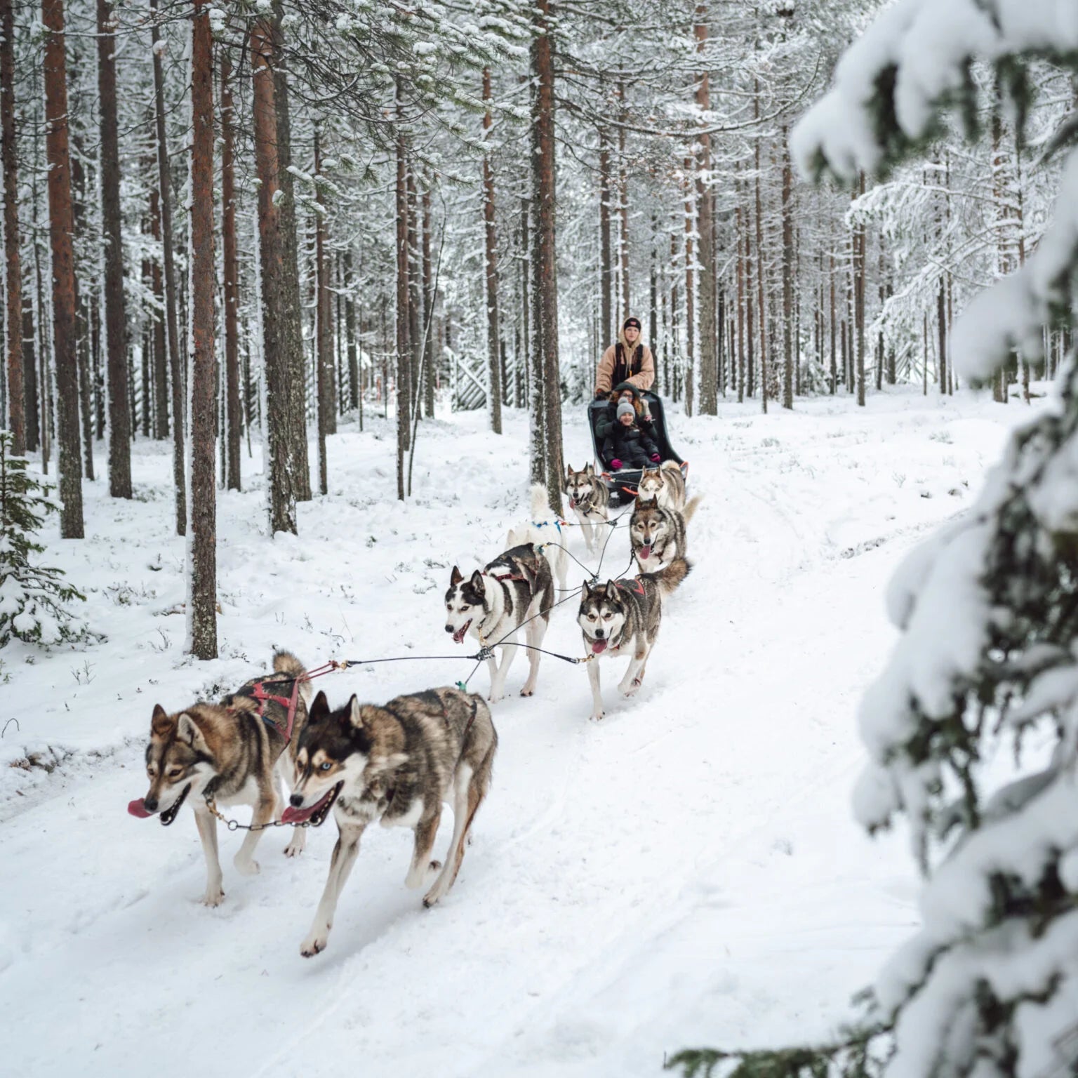 Ride with Huskies (500m) sled ride through snowy forest with Siberian Huskies by Husky Park