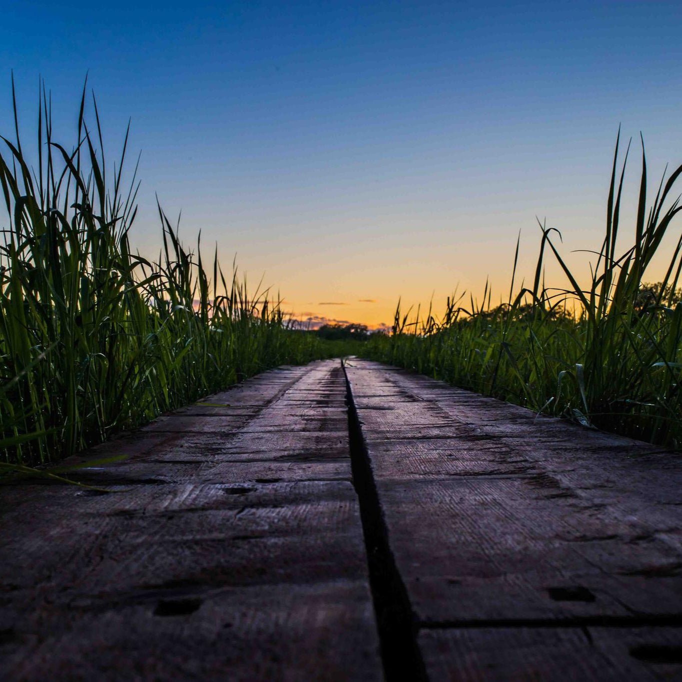 Wooden boardwalk at sunset surrounded by grass in Rovaniemi landscape for Photography tour in Rovaniemi Beyond Arctic