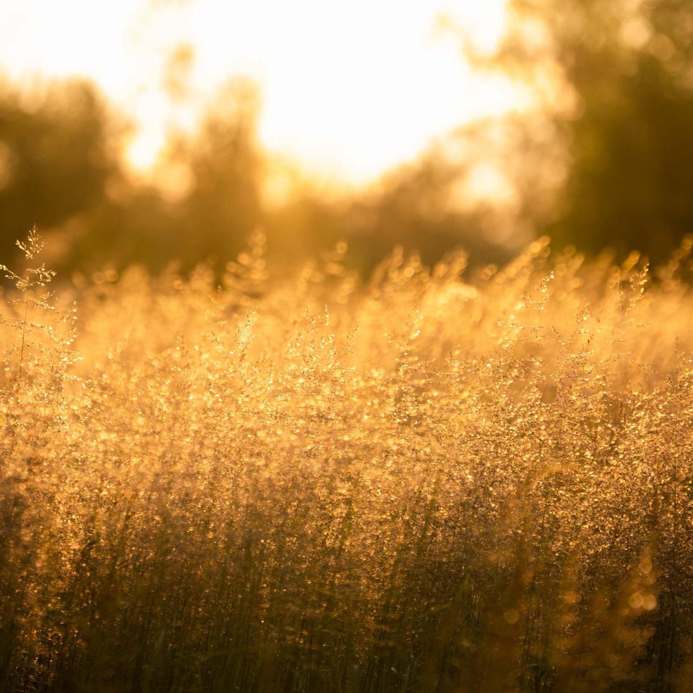 Golden light illuminating a peaceful field at sunset during the Photography tour in Rovaniemi by Beyond Arctic