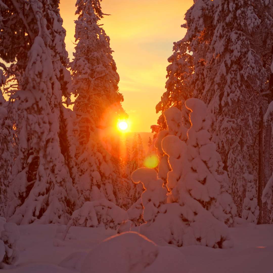 Snowy trees and winter landscapes in Rovaniemi