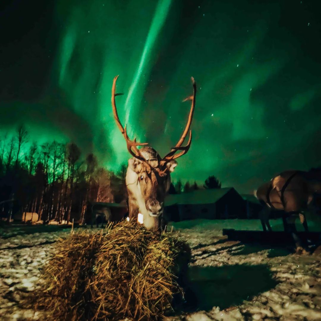 Northern Lights Reindeer Safari