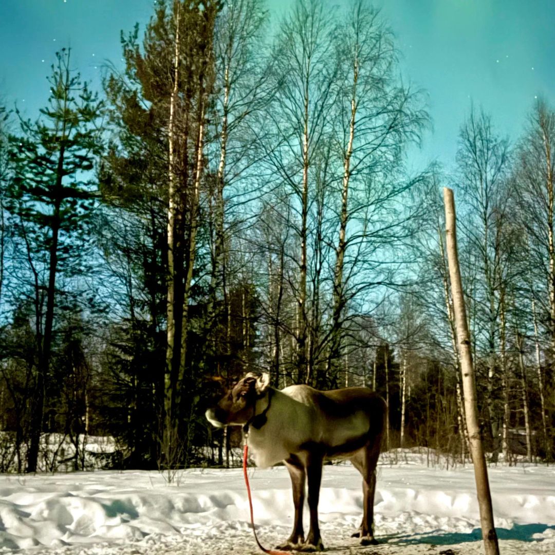 Northern Lights Reindeer Safari