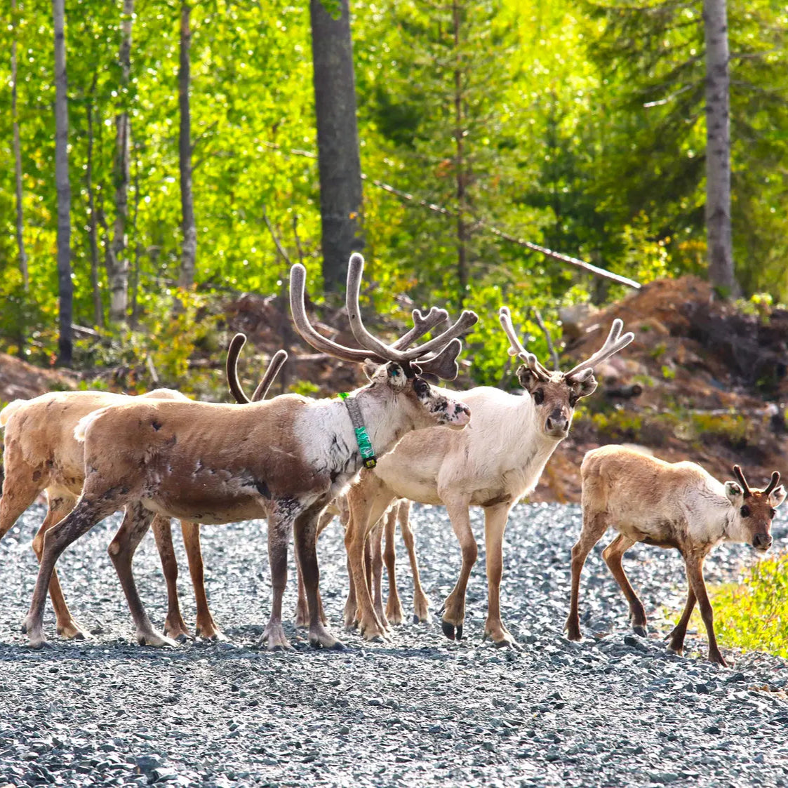 Reindeer in a lush Finnish forest during the Magical Forest Hiking Adventure, 30 km from Rovaniemi by Pure Lapland.