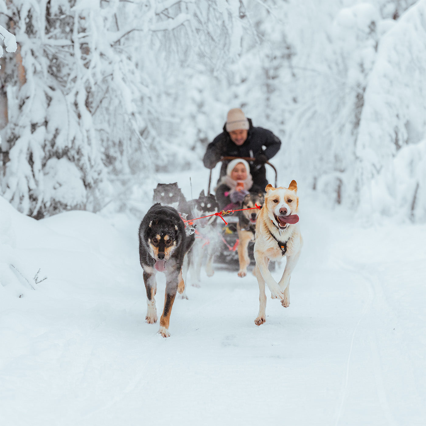 Insider 10 km Husky Self‑Drive Adventure