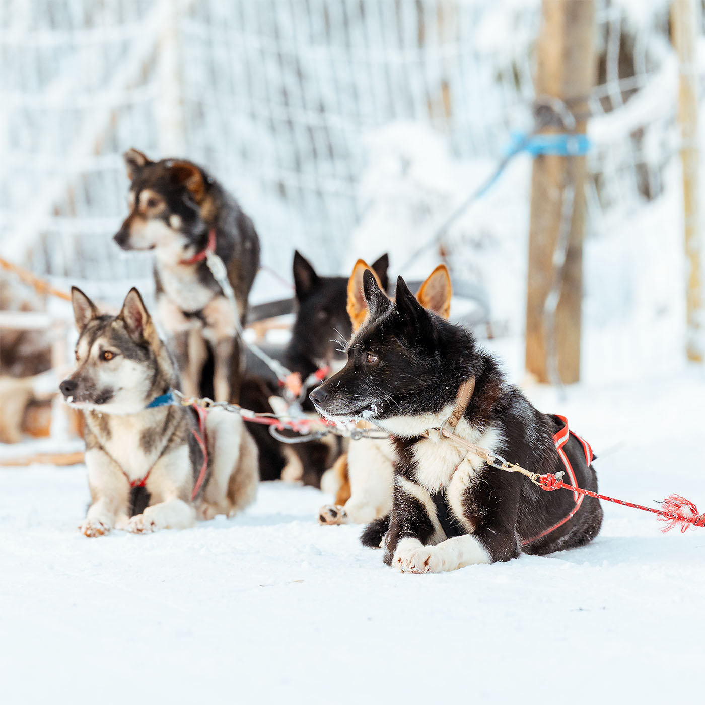 Insider 10 km Husky Self‑Drive Adventure