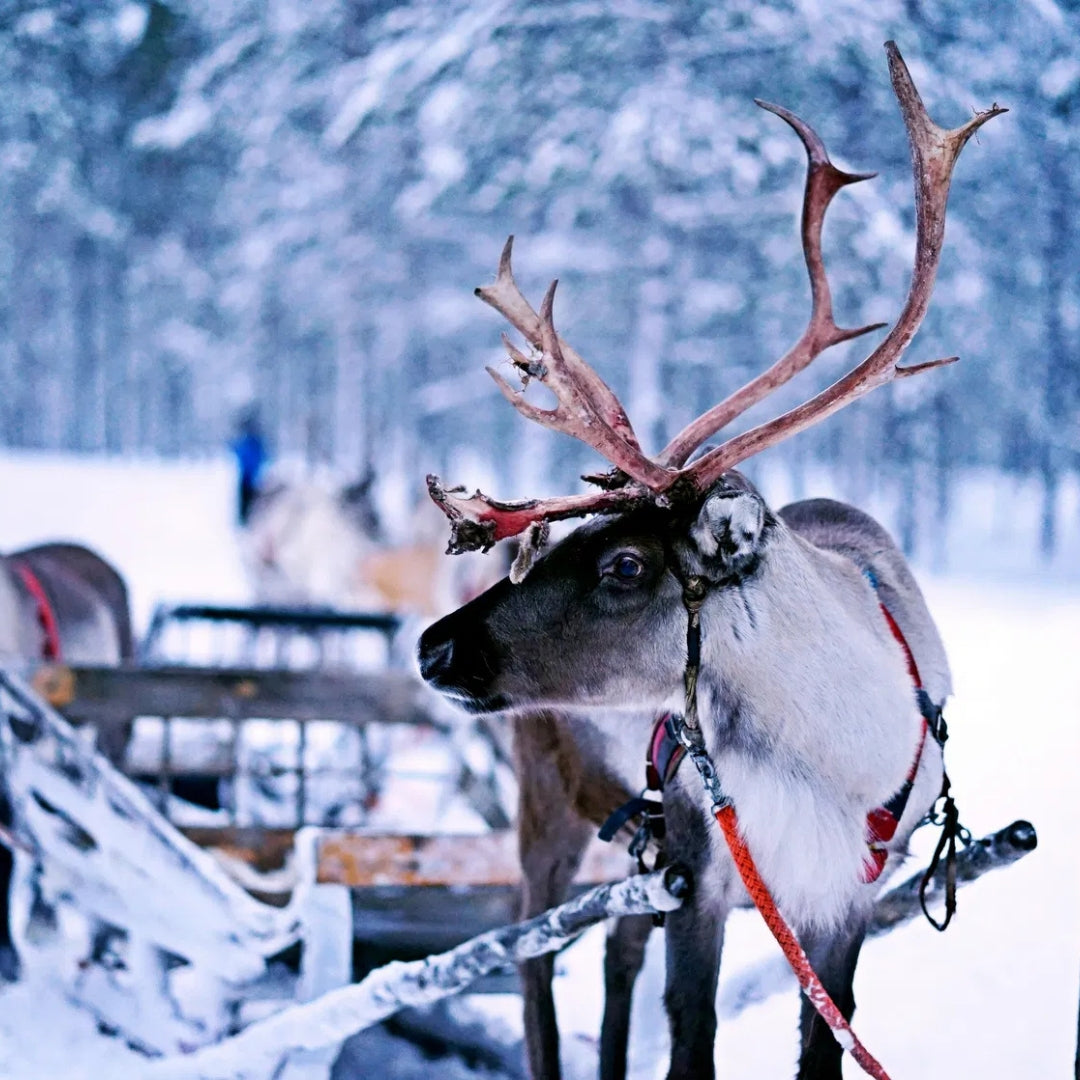 Experience the most popular Lapland experiences at once