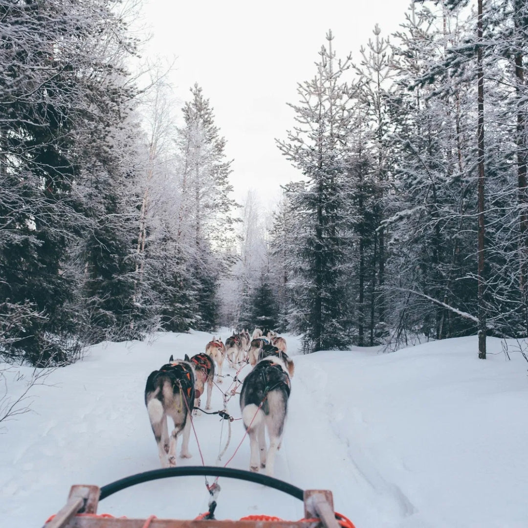 Experience the most popular Lapland experiences at once