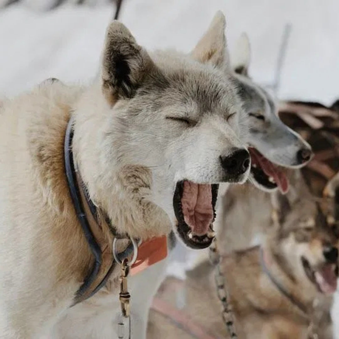 Experience the most popular Lapland experiences at once