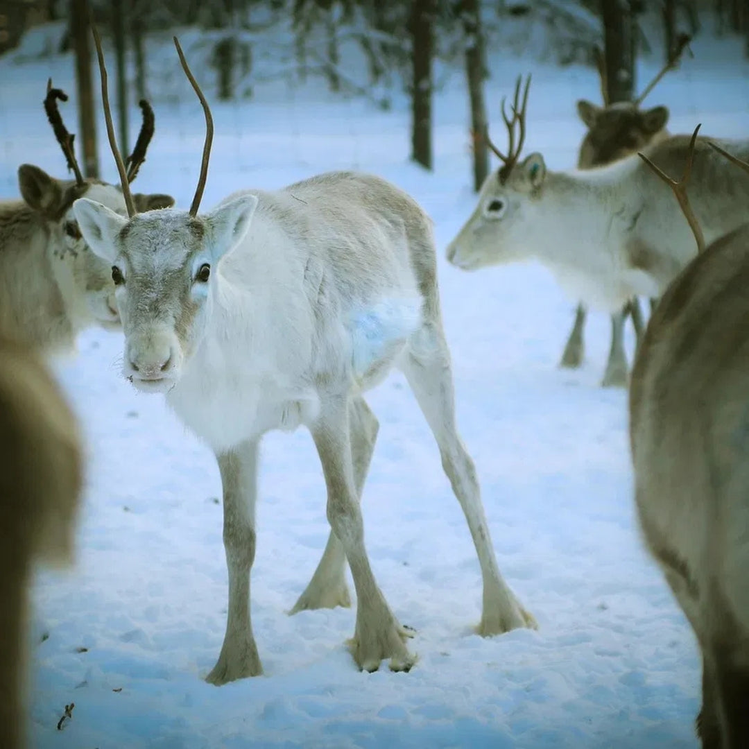 Experience the most popular Lapland experiences at once