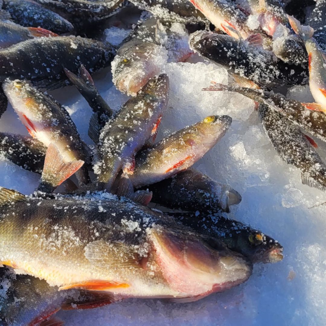 Niesijärvi Luxury Ice Fishing Adventure