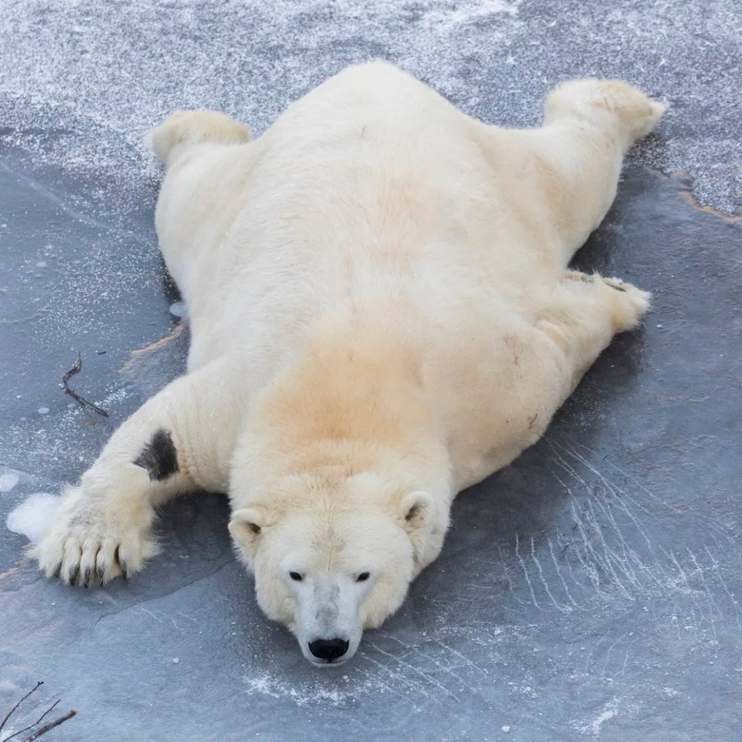 All Inclusive Lapland Nature Experience - All in one day