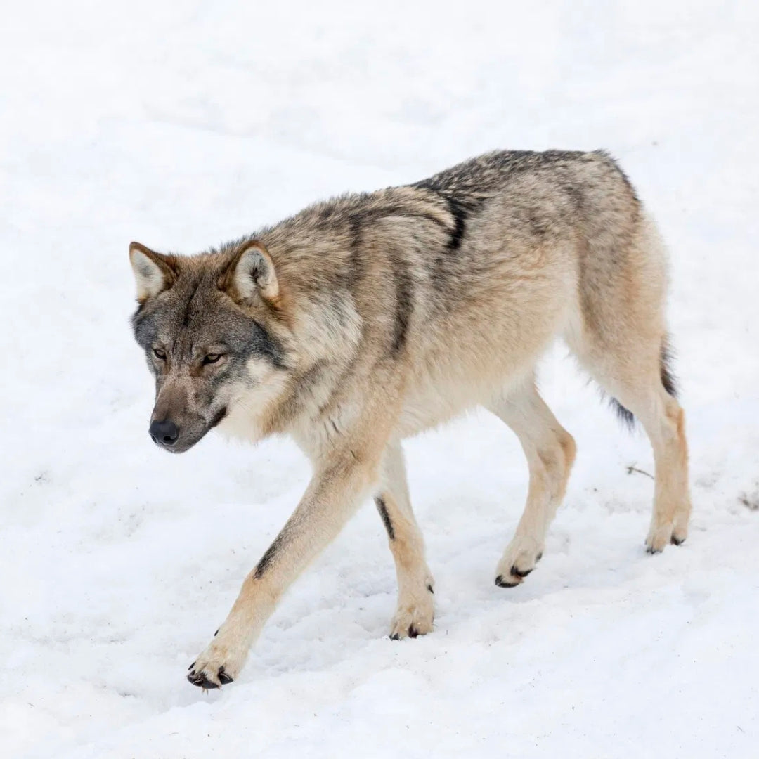 All Inclusive Lapland Nature Experience - All in one day