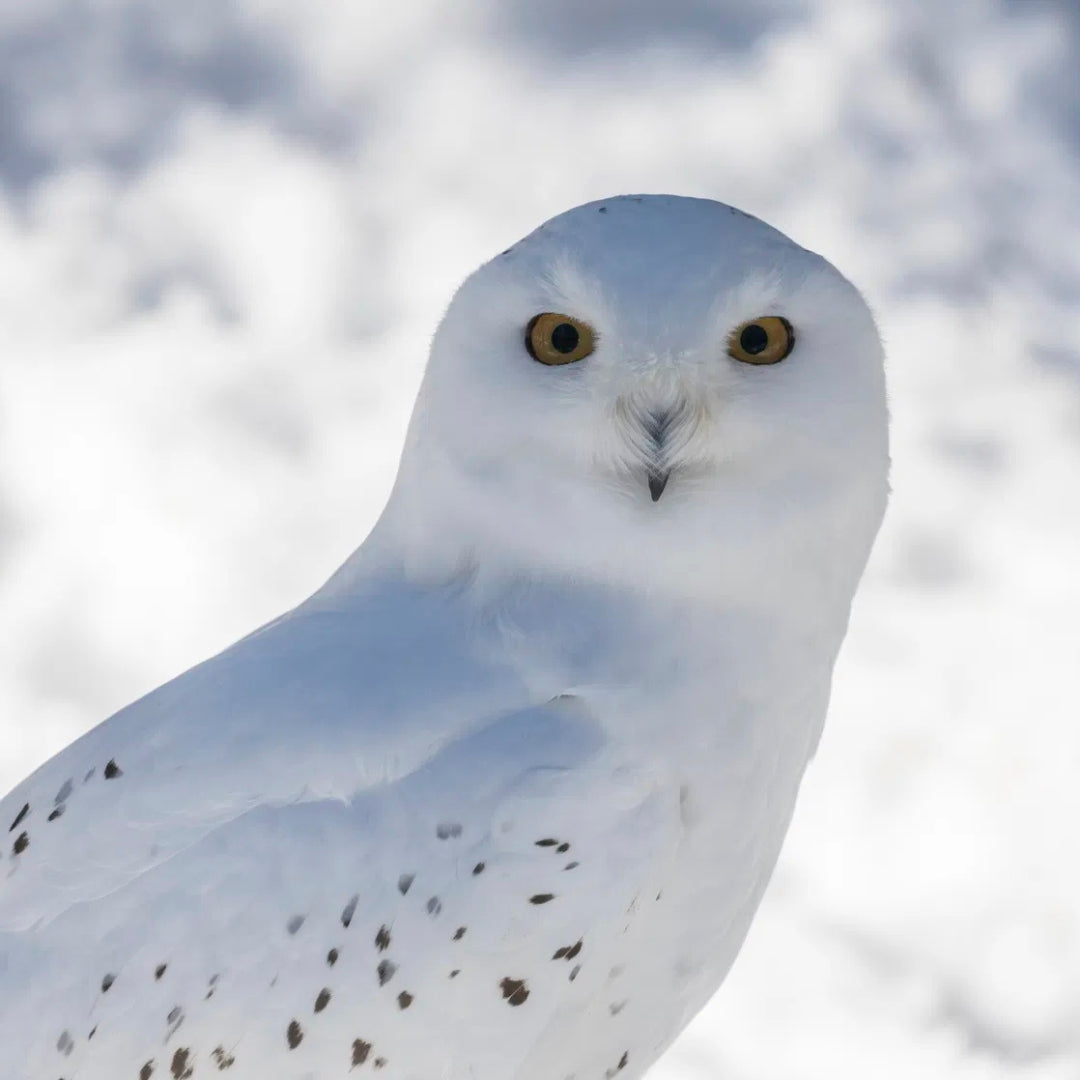 All Inclusive Lapland Nature Experience - All in one day