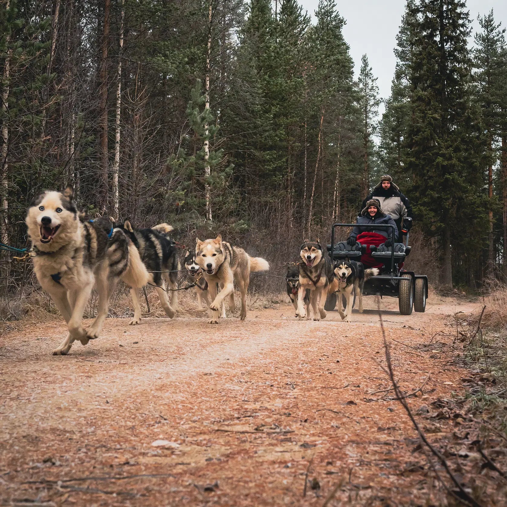 Siberian Huskies pulling a summer carriage through autumn forest on Amazing Autumn Husky Safari by Pure Lapland