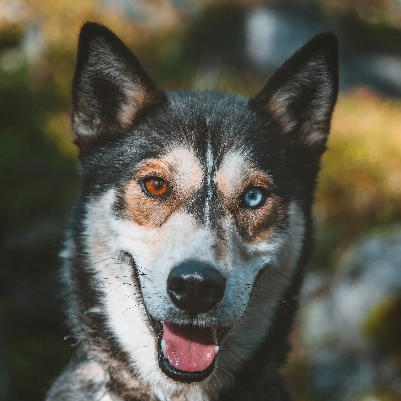 Close-up of a Siberian Husky with heterochromia during Amazing Autumn Husky Safari by Pure Lapland.