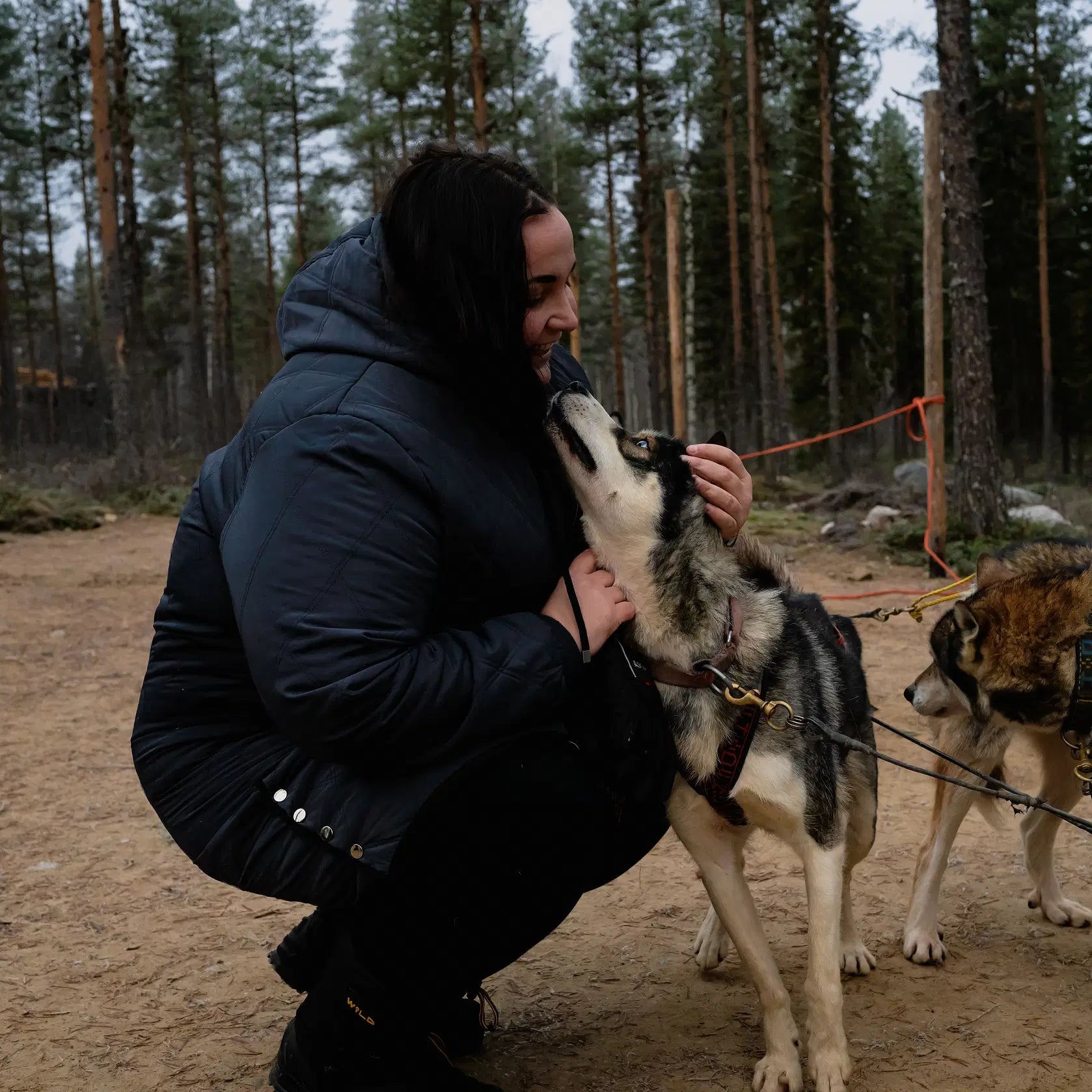 Woman kneeling and petting a friendly Siberian Husky during the Amazing Autumn Husky Safari by Pure Lapland