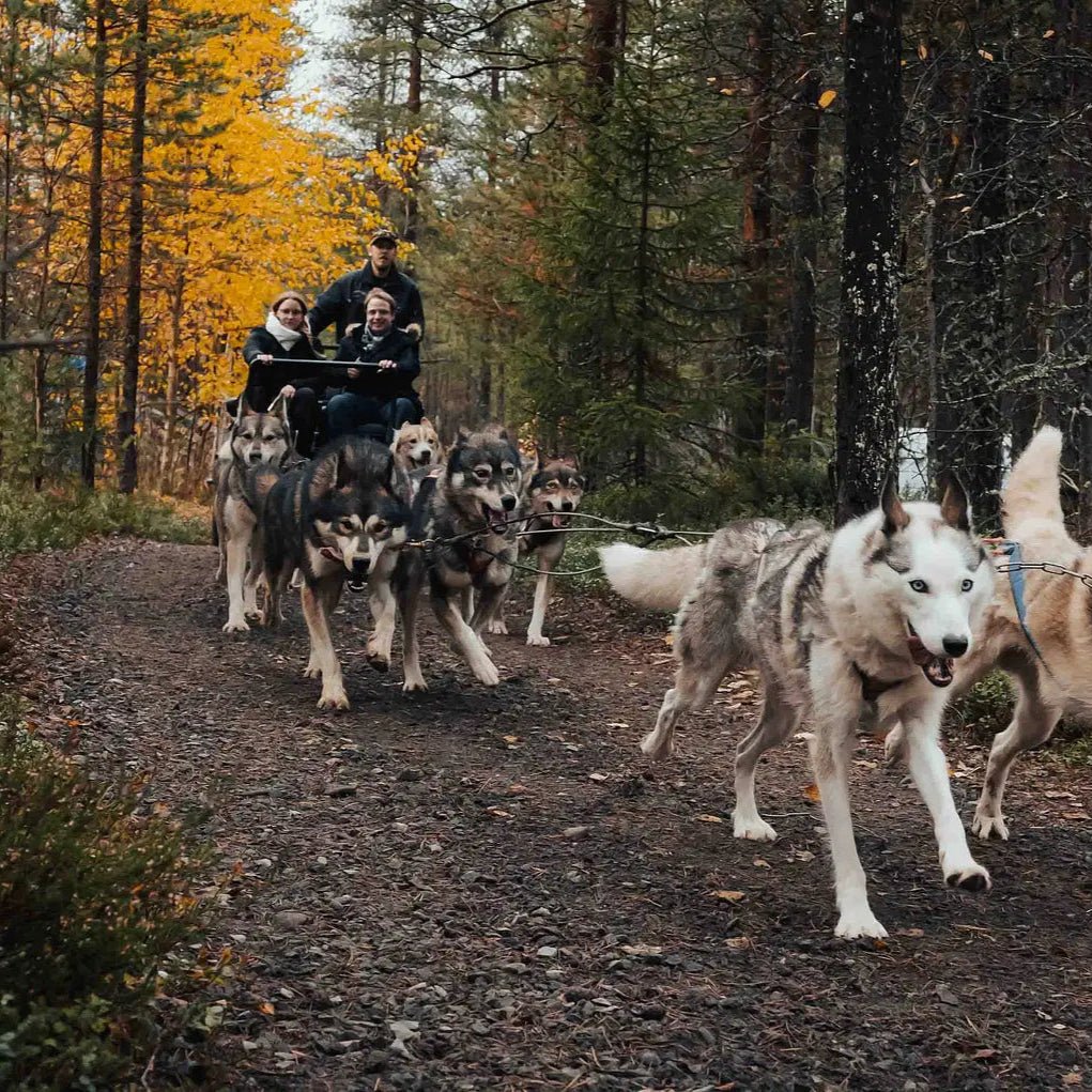 Amazing Autumn Husky Safari with sled dogs pulling a carriage through colorful forest trails by Pure Lapland
