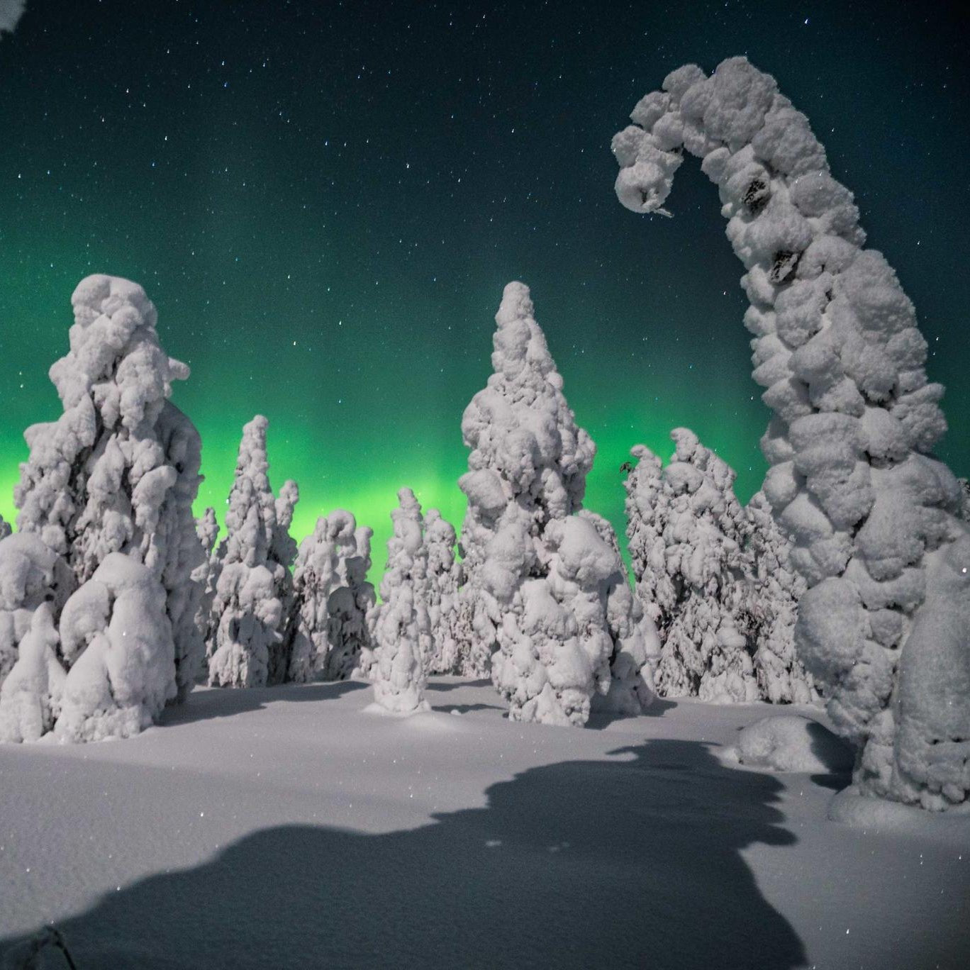 Snow-covered trees under vibrant green Northern Lights in Lapland Aurora Borealis photography tour Beyond Arctic