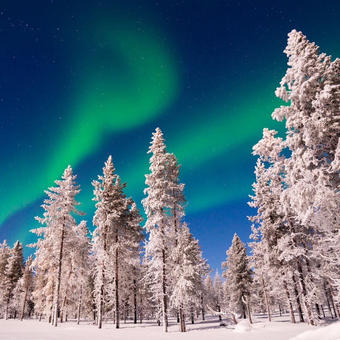 Snow-covered trees under vibrant green Northern Lights during Aurora Borealis photography tour by Beyond Arctic