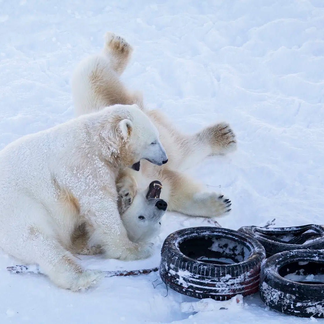 Polar bears playing in Arctic snow at Day in Ranua Wildlife Park tour by Safartica