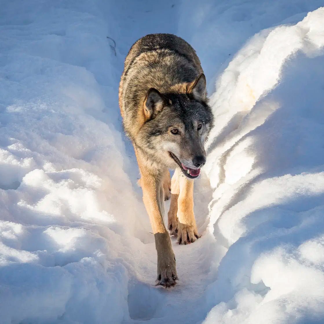 Day in Ranua wildlife park featuring a wolf walking through snow in Arctic forest Safartica