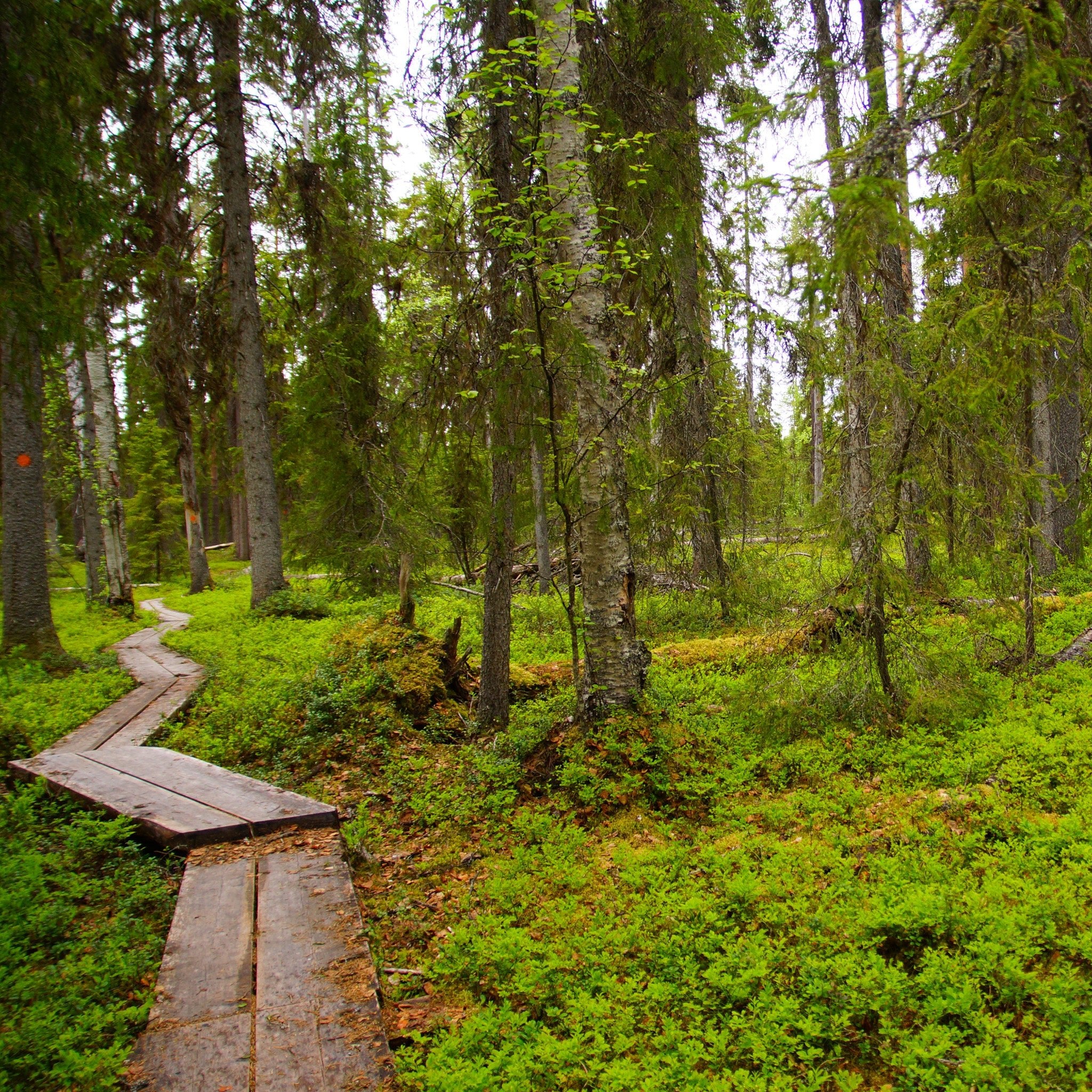 Day Tour Hiking to Auttiköngäs Falls showing forest trail surrounded by lush greenery by Arctic Circle Snowmobile Park