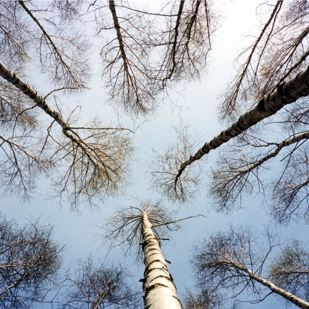 Bare birch trees reaching toward the sky in a quiet forest bath experience by Lapin Väki Forest Bath