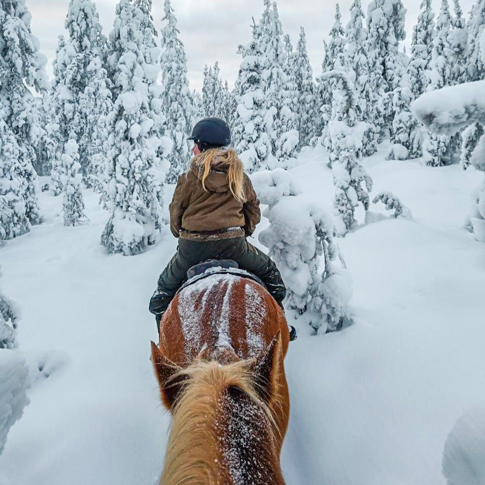 Horse trail riding to the snowy hill with a rider in winter forest landscape by Laenlampi ranch