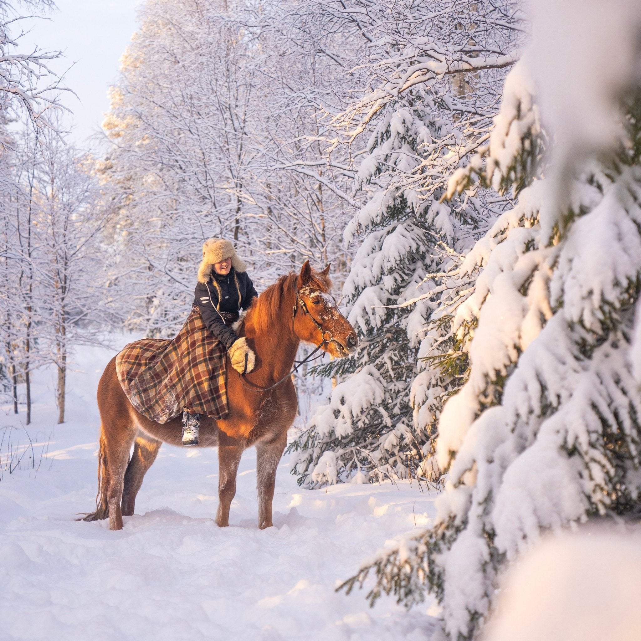 Horse trail riding to the snowy hill with a rider in winter forest at Laenlampi ranch.