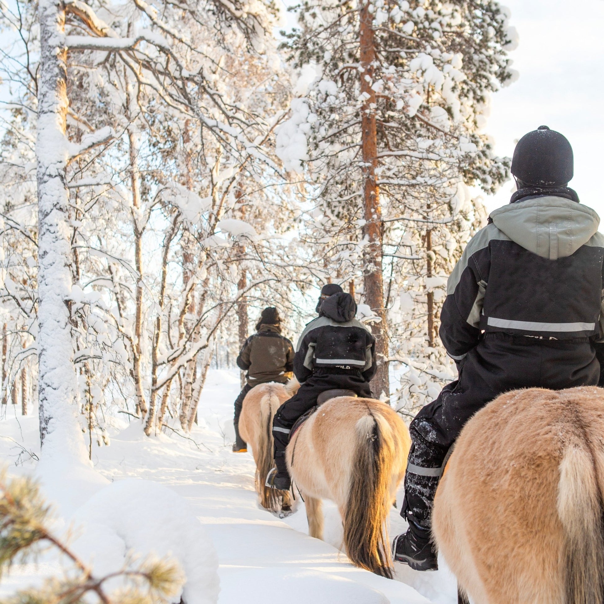 Horse trail riding to the snowy hill with riders on horses through a winter forest path Laenlampi ranch