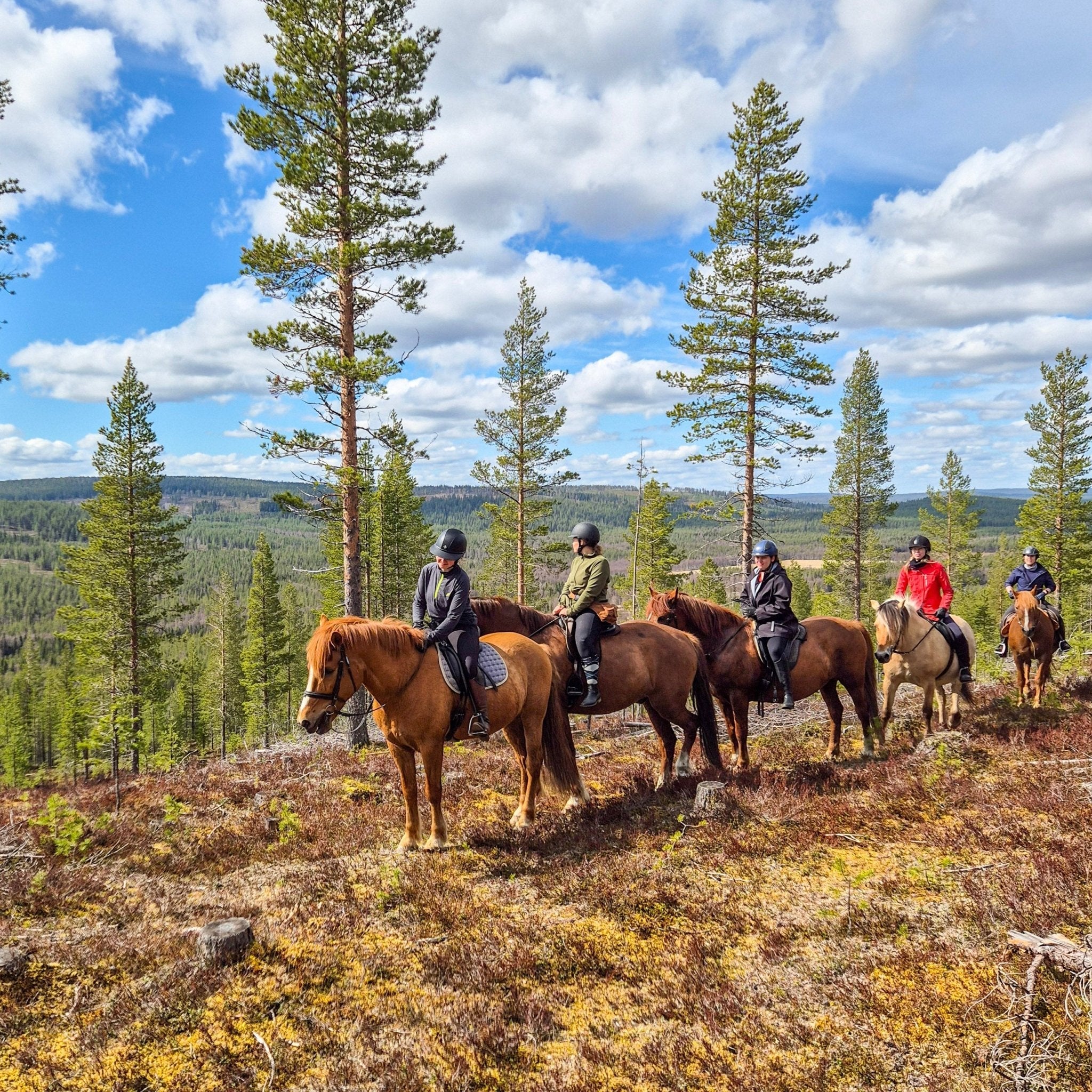 Group horseback riding on forest hill during the Midnight sun riding to the hill by Laenlampi ranch