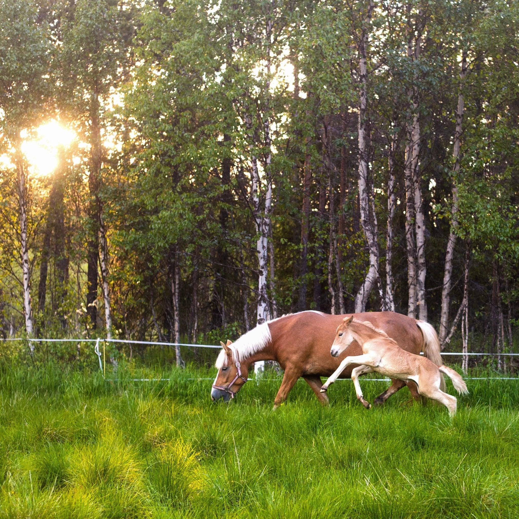 Midnight sun riding to the hill with horses grazing in forest at sunset, Laenlampi ranch.