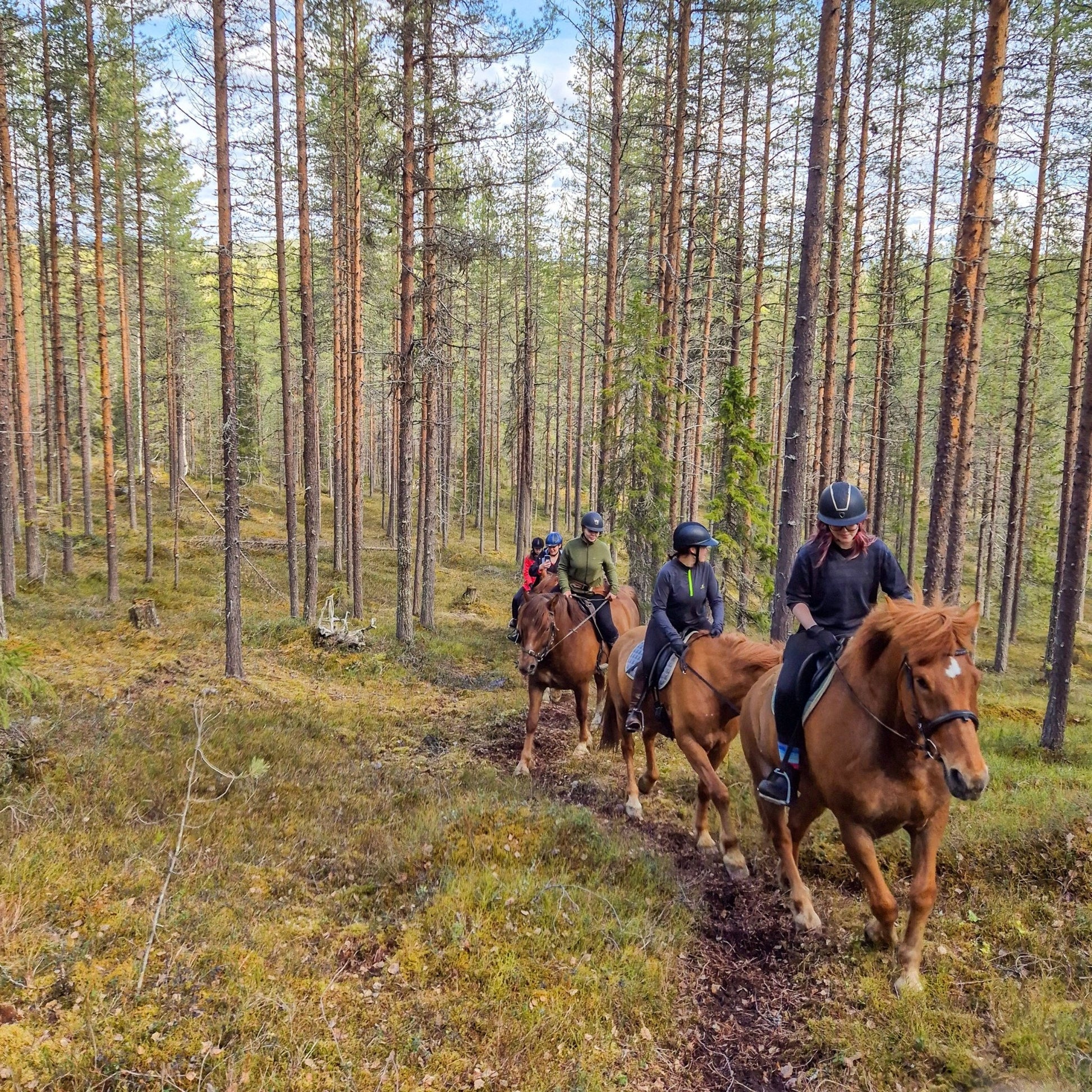 Group horseback riding through a forest trail during the Midnight sun riding to the hill tour by Laenlampi ranch
