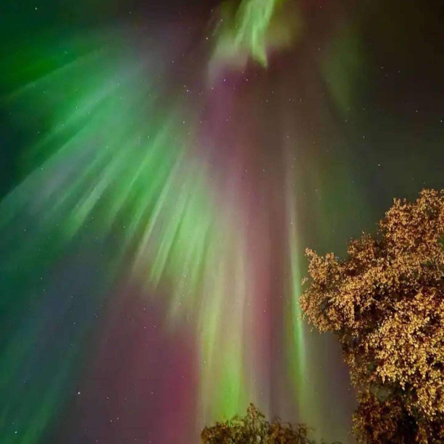 Northern lights shining above autumn trees, perfect scenic backdrop for Lapland Villa Ulpukka - Touch of Luxury by Your City Guide