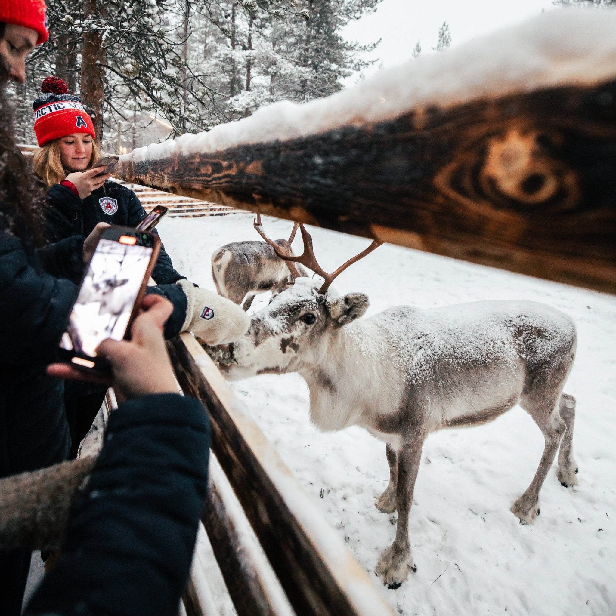 Visitors photographing reindeer through a wooden fence in snowy Lapland Winter Park - Snow experiences -